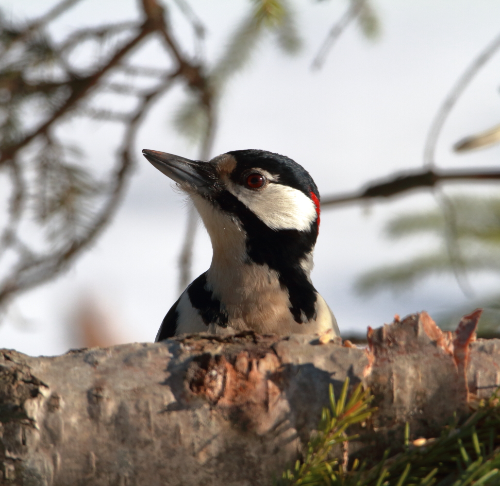 Valokuvaaja: Lasse Kokko