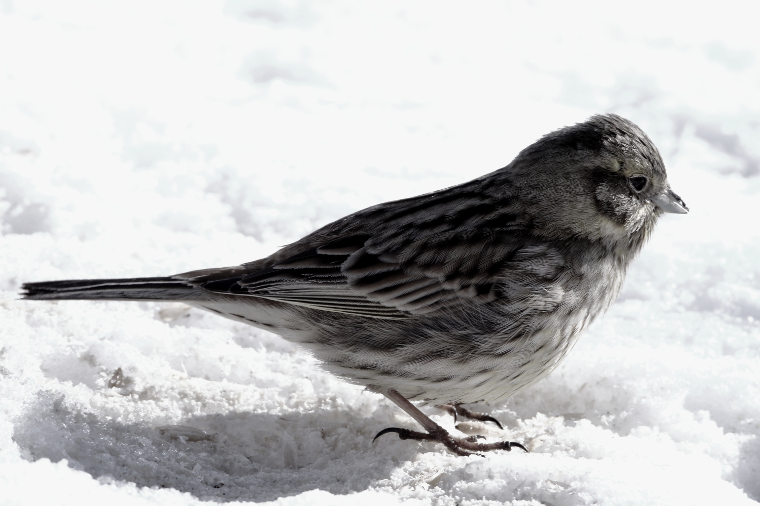Valokuvaaja: Lasse Kokko