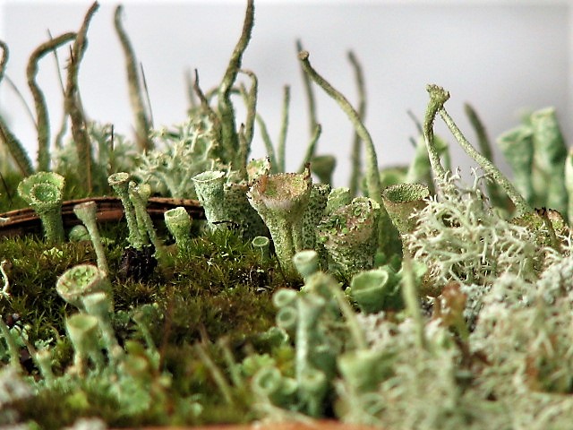 Valokuvaaja: Anni Tanner