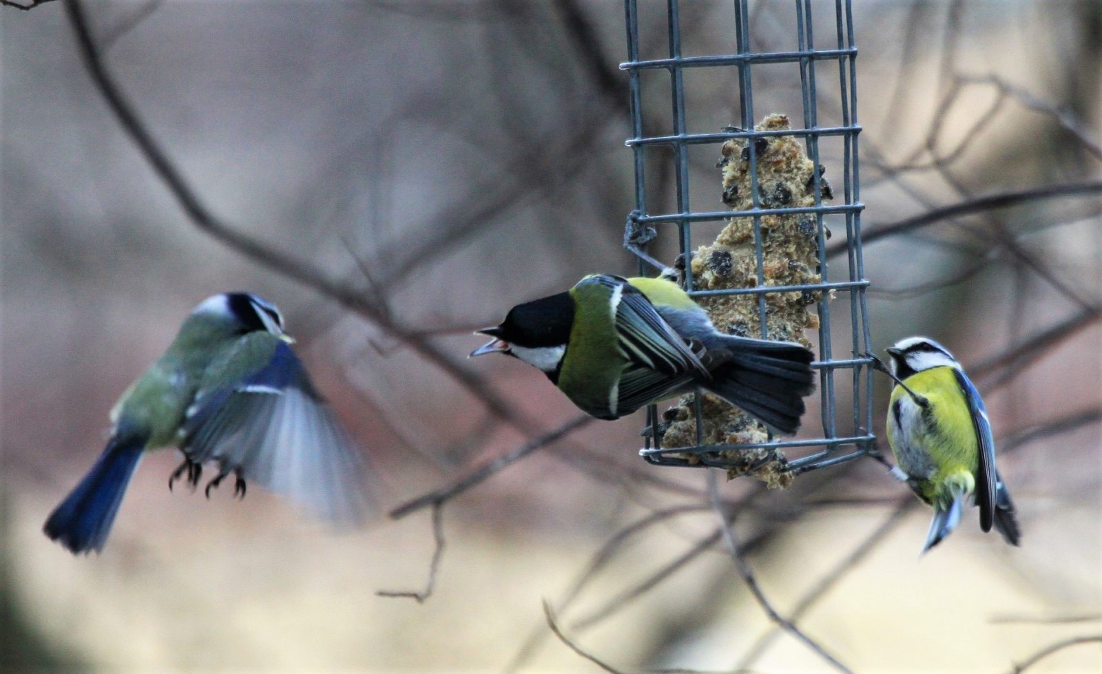 Valokuvaaja: Berndt Hannelius Valokuvaaja: Berndt Hannelius
