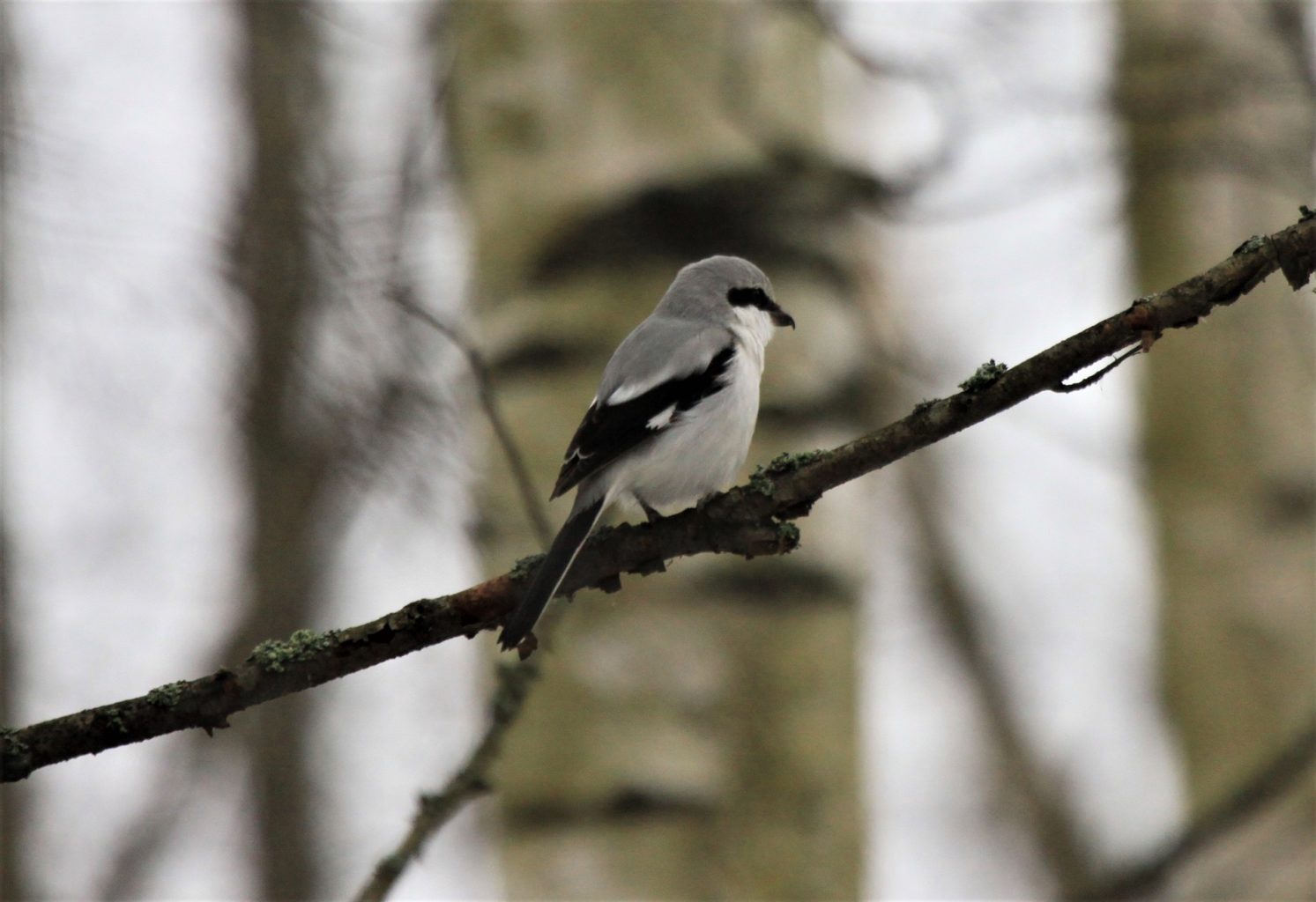 Valokuvaaja: Berndt Hannelius