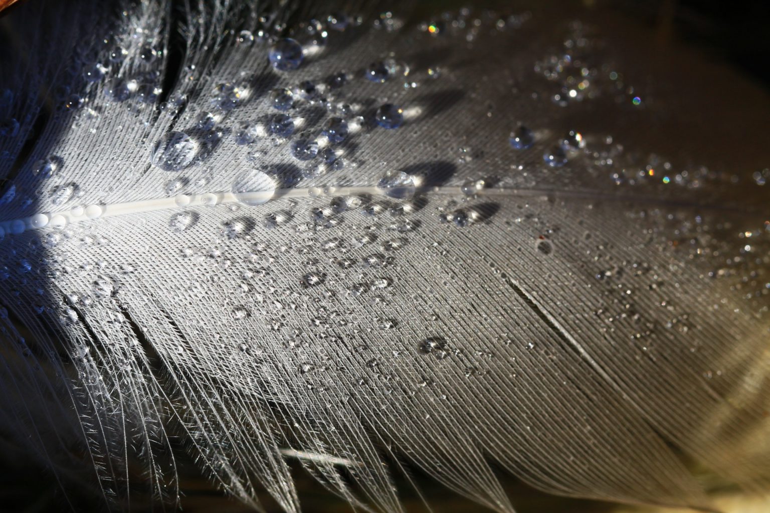 Valokuvaaja: Berndt Hannelius