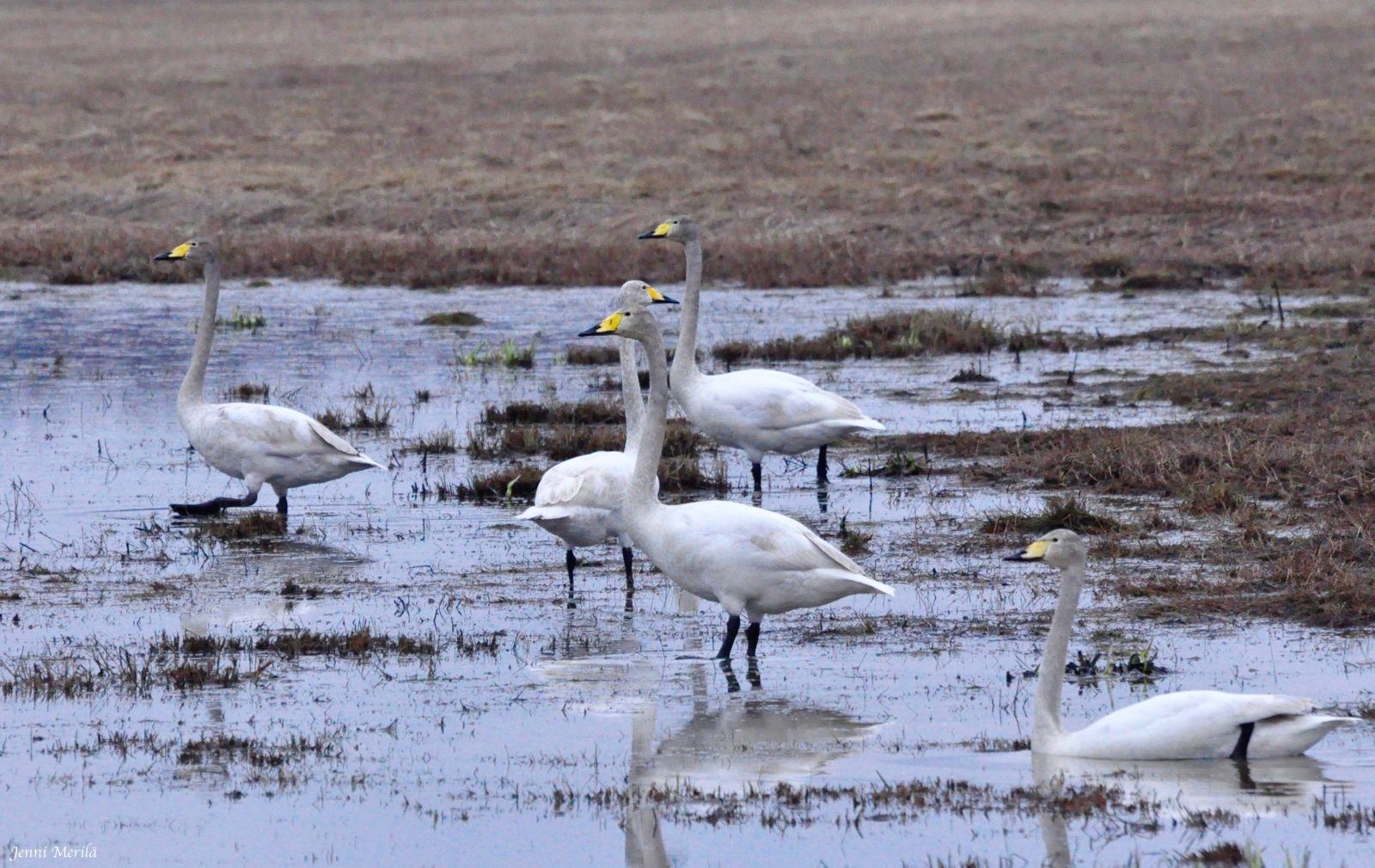 Valokuvaaja: Jenni Merilä