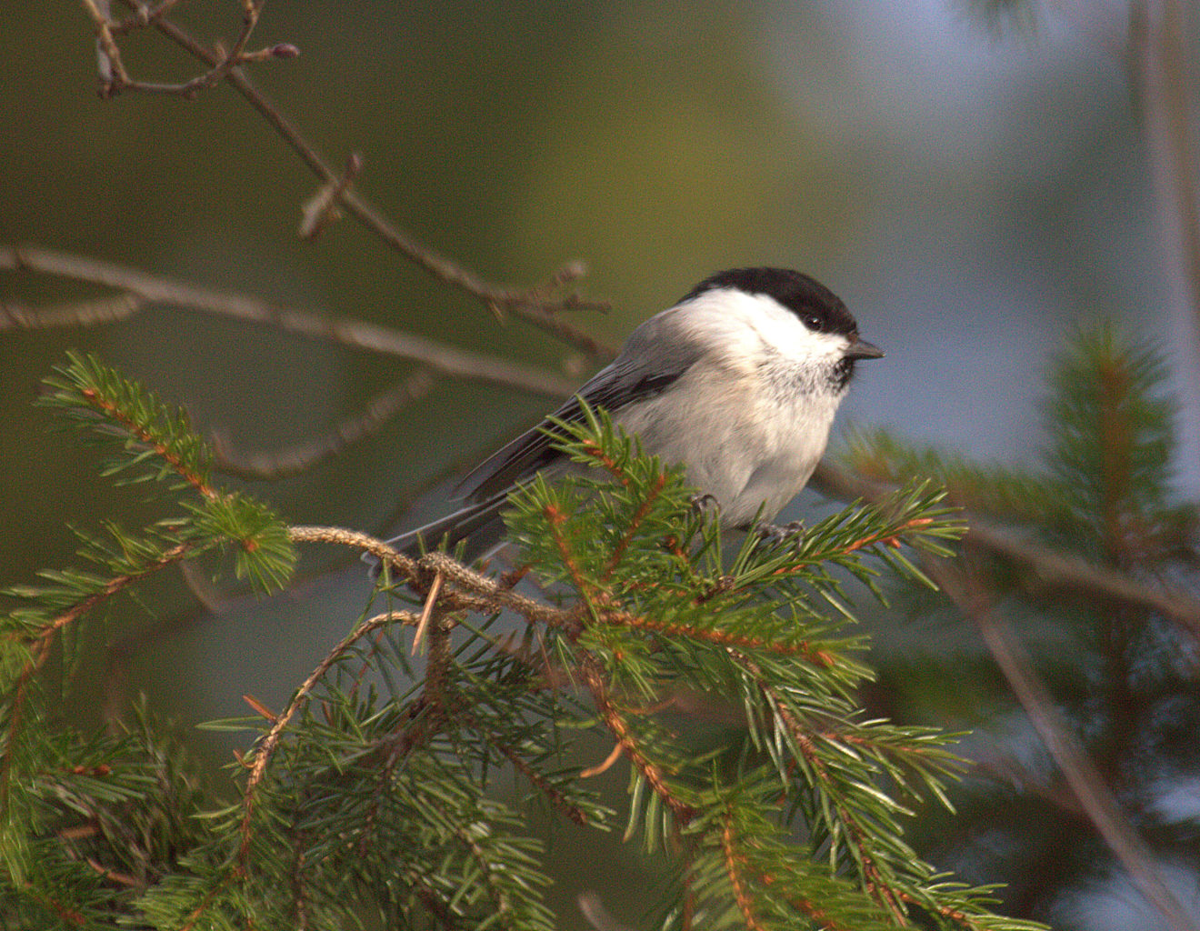 Valokuvaaja: Sirpa Jyske
