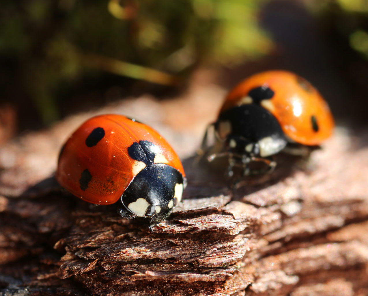 Valokuvaaja: Tarja Porkkala