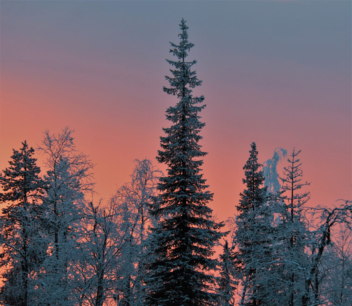 Valokuvaaja: Sannamari Blinnikka-Tyrväinen