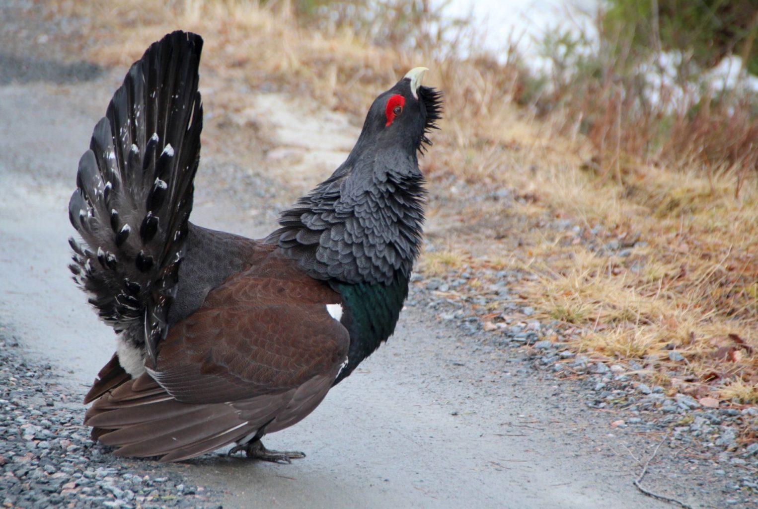 Valokuvaaja: Sirpa Jyske