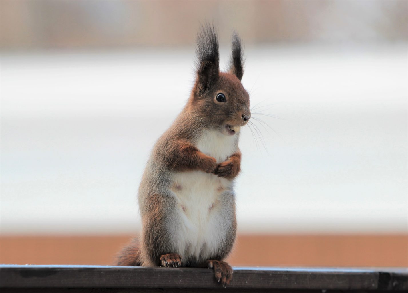 Valokuvaaja: Pirjo Hokkanen