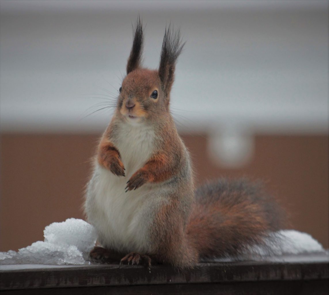 Valokuvaaja: Pirjo Hokkanen