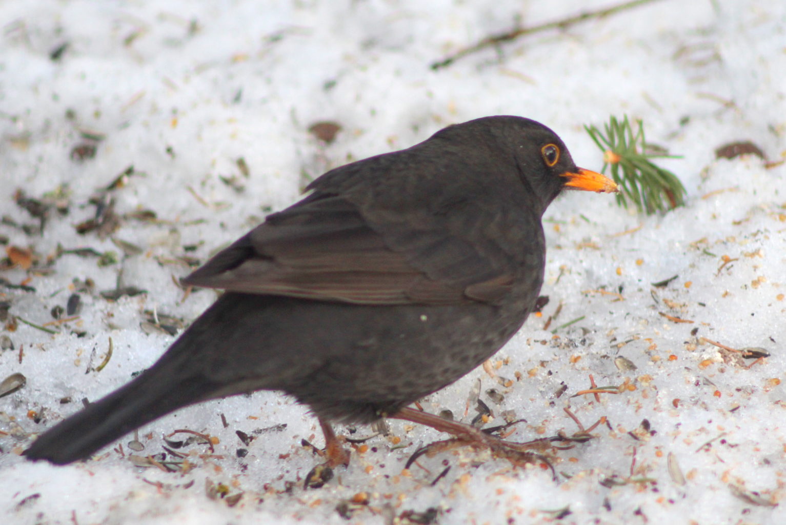 Valokuvaaja: Kalle Asikainen