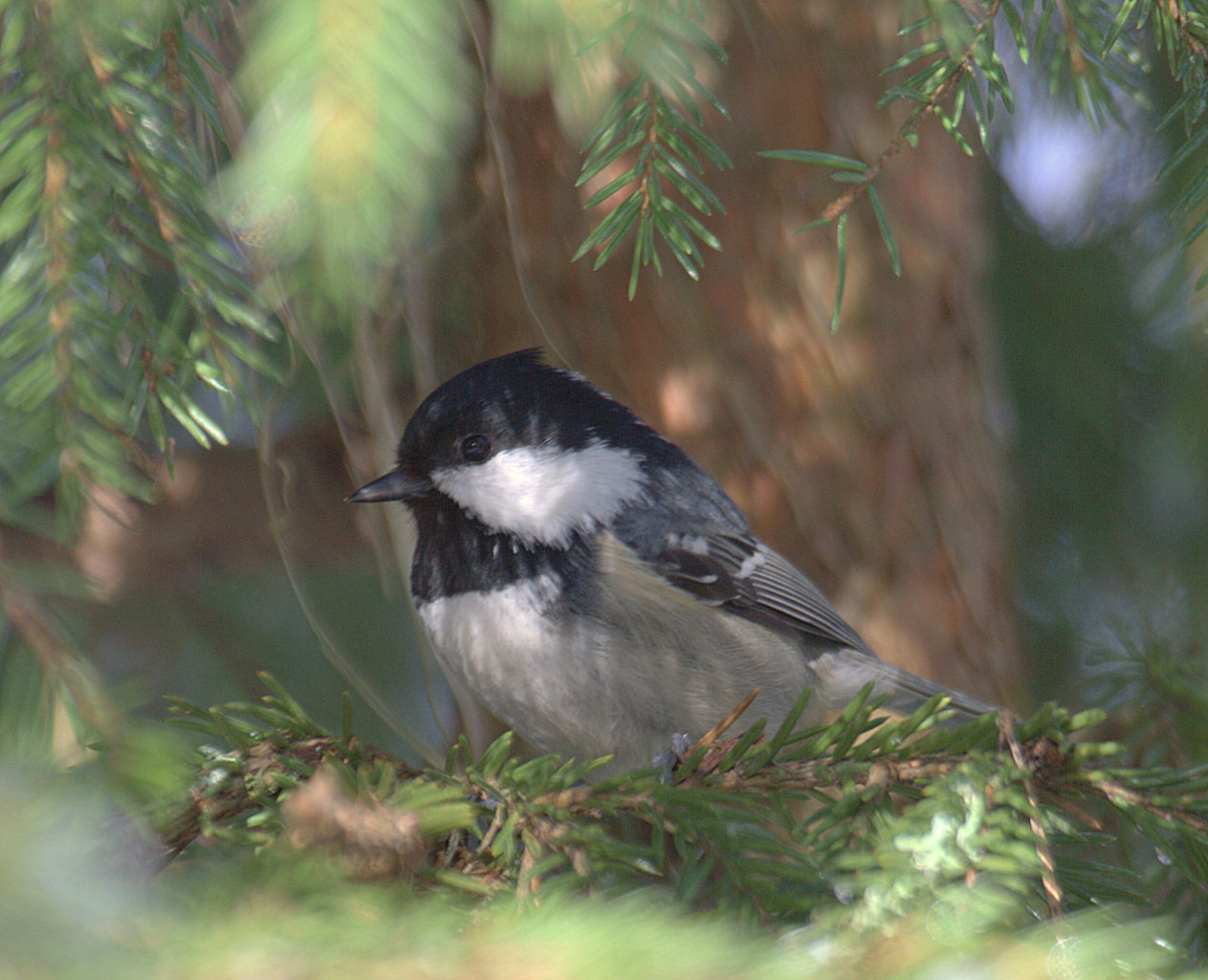 Valokuvaaja: Sirpa Jyske Valokuvaaja: Sirpa Jyske