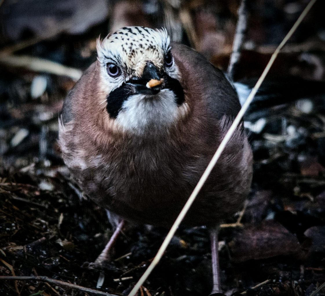 Valokuvaaja: Jyrki Lähde