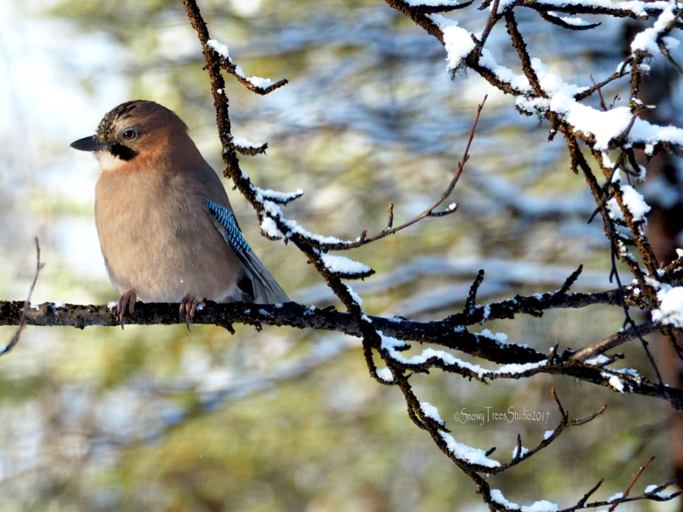 Valokuvaaja: Sannamari Blinnikka-Tyrväinen