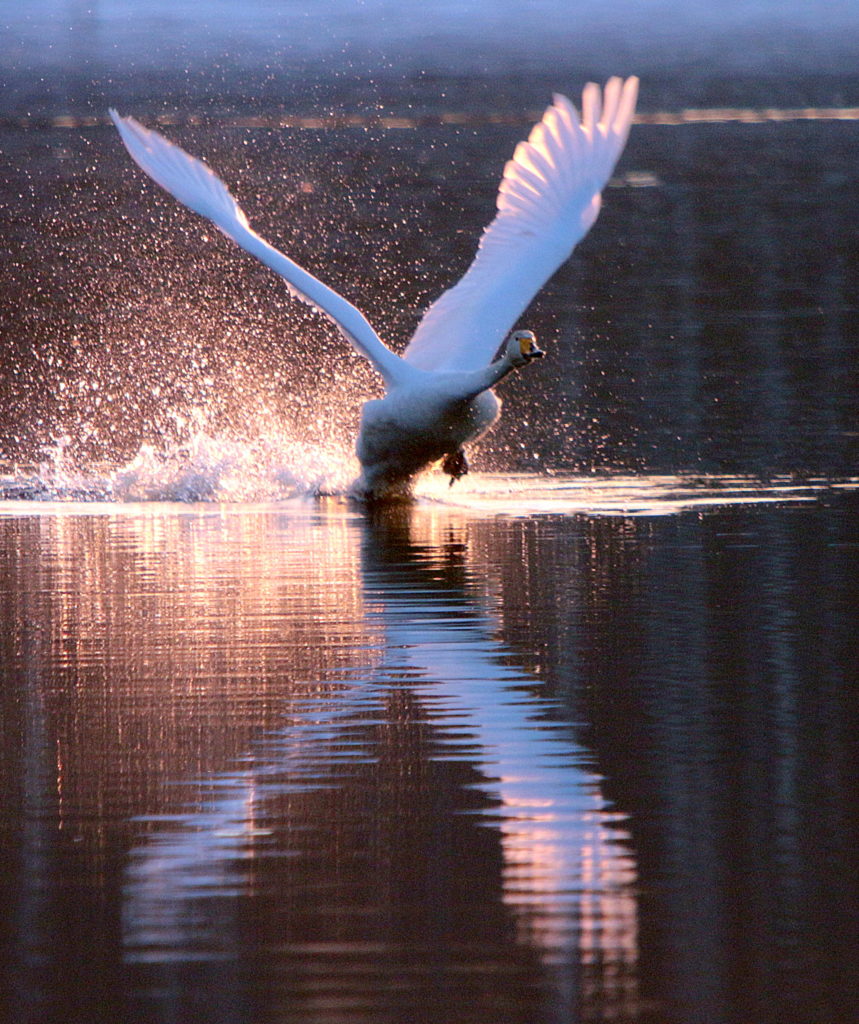 Valokuvaaja: Jukka Vaittinen