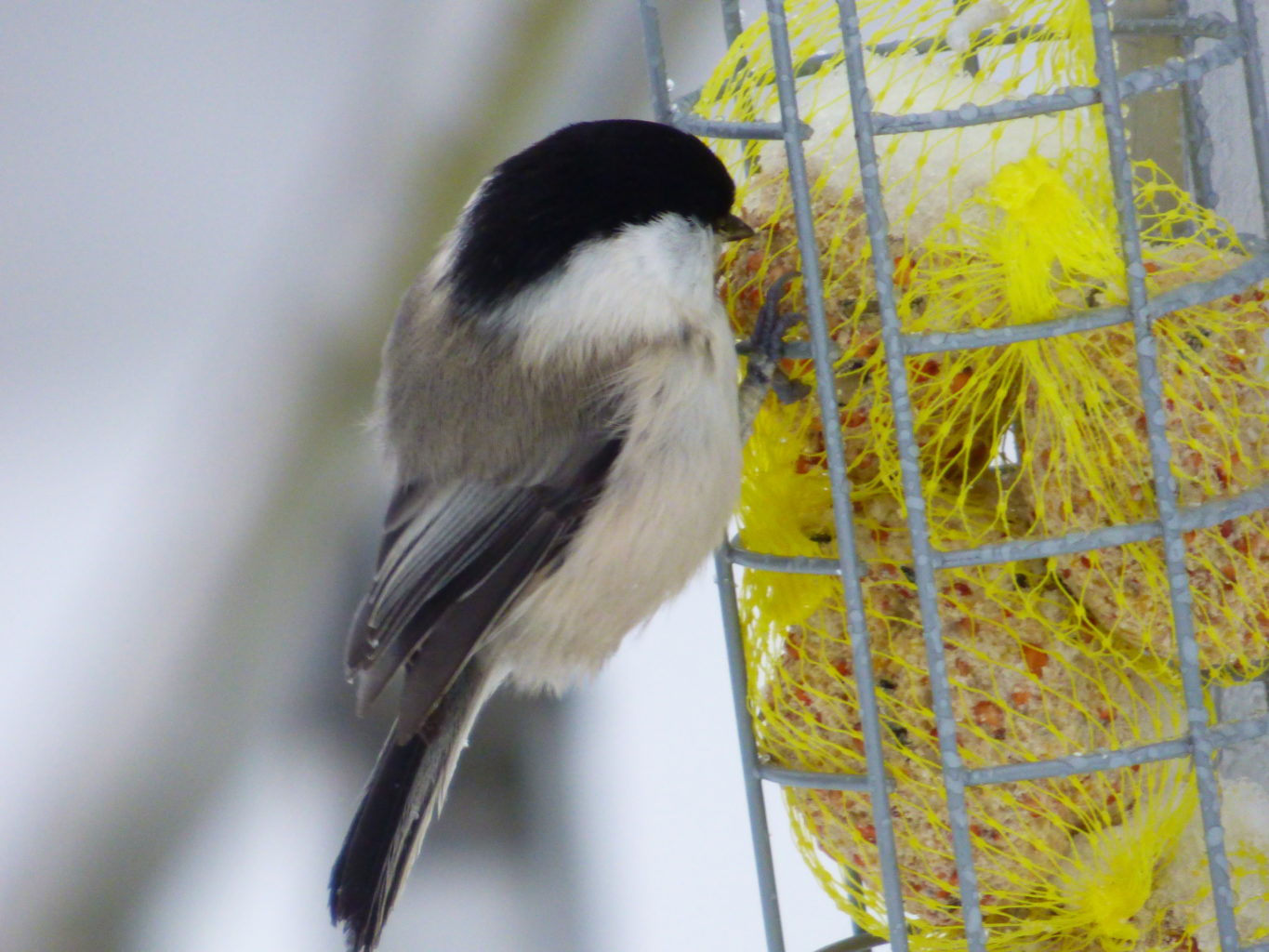 Valokuvaaja: Hannu Rissanen
