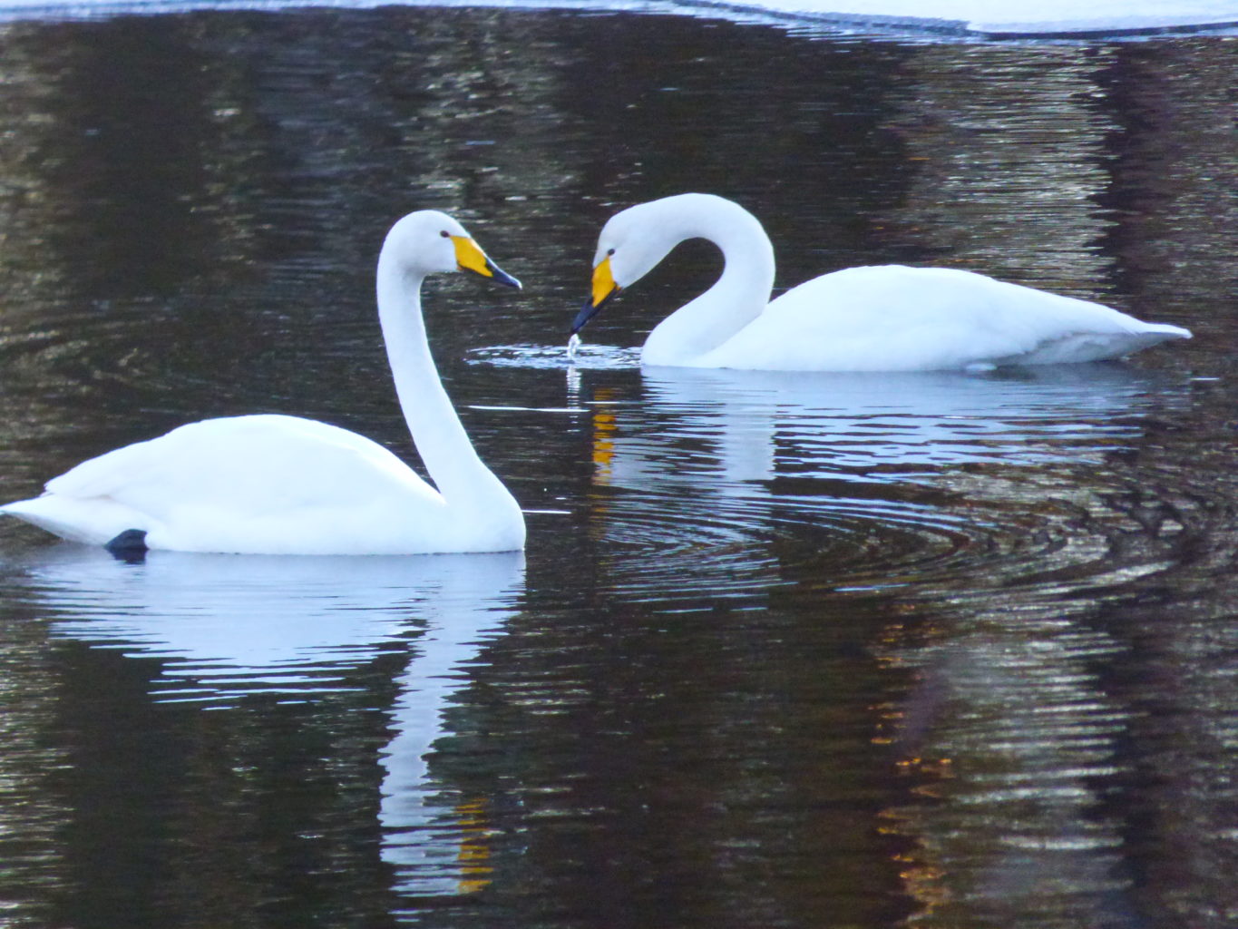 Valokuvaaja: Hannu Rissanen Valokuvaaja: Hannu Rissanen
