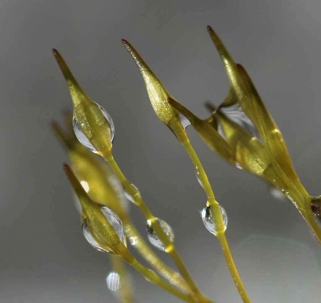 Valokuvaaja: Tarja Porkkala