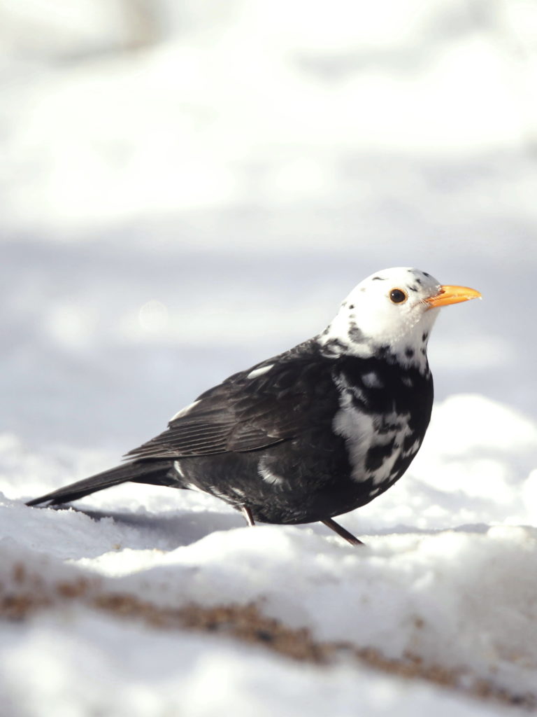 Valokuvaaja: Anne Moilanen Valokuvaaja: Anne Moilanen