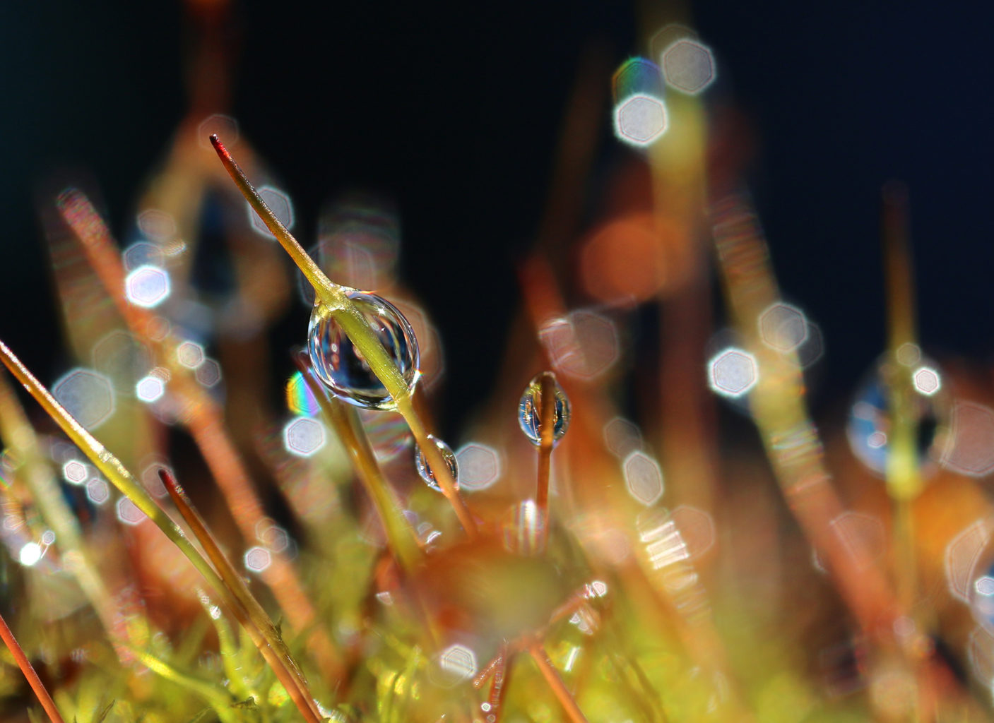 Valokuvaaja: Tarja Porkkala