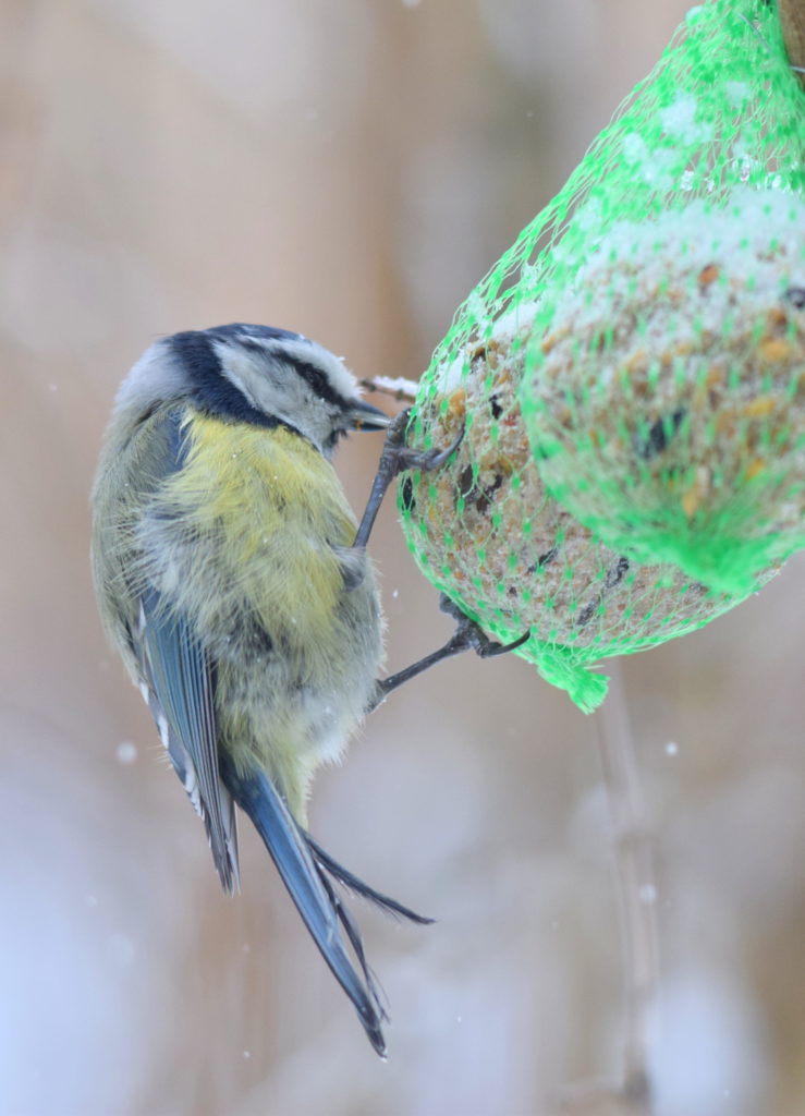 Valokuvaaja: Kalle Asikainen Valokuvaaja: Kalle Asikainen