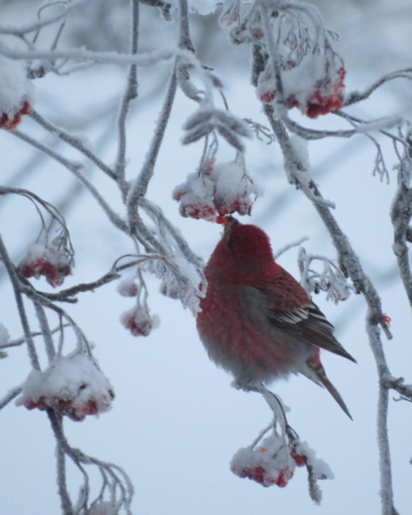 Valokuvaaja: Minna Kähkönen