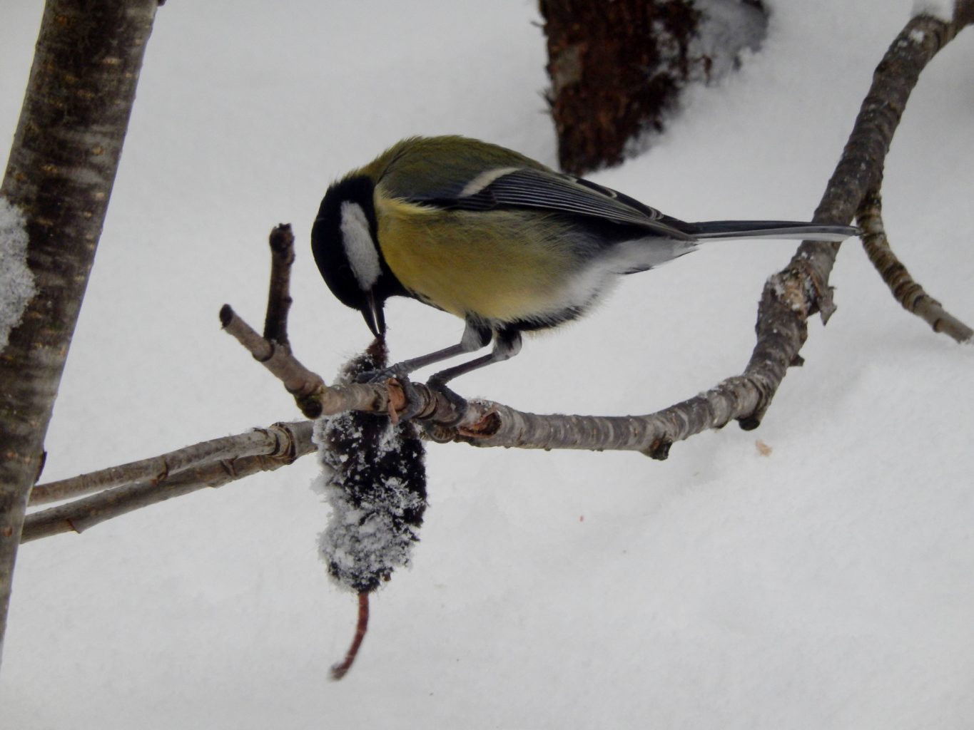 Valokuvaaja: Pirkko Siukonen