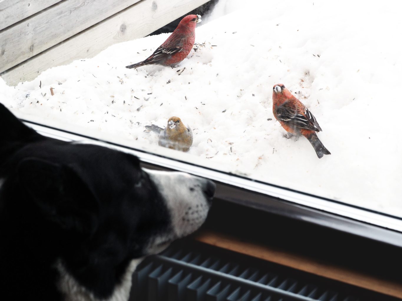 Valokuvaaja: Sannamari Blinnikka-Tyrväinen