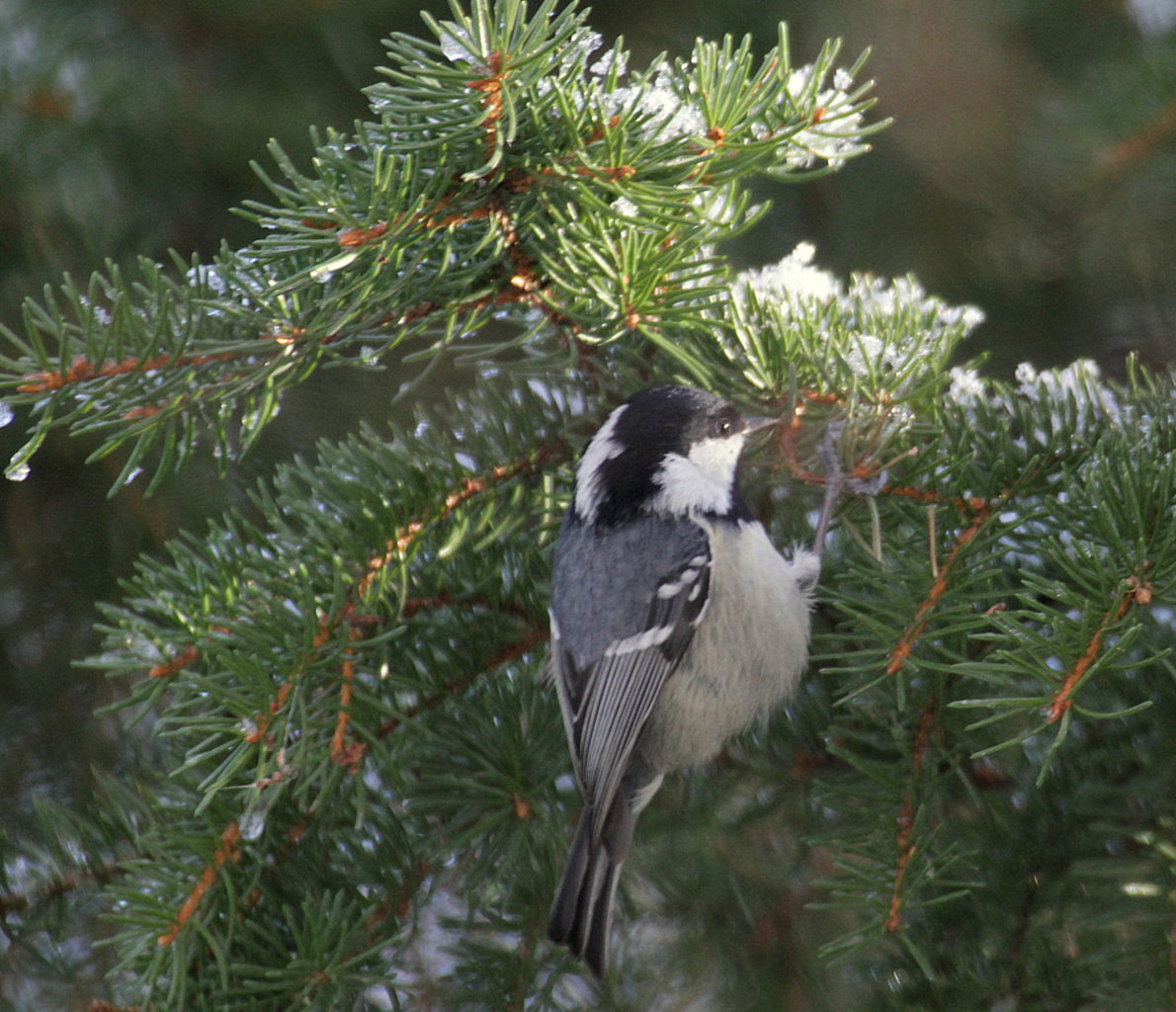 Valokuvaaja: Sirpa Jyske