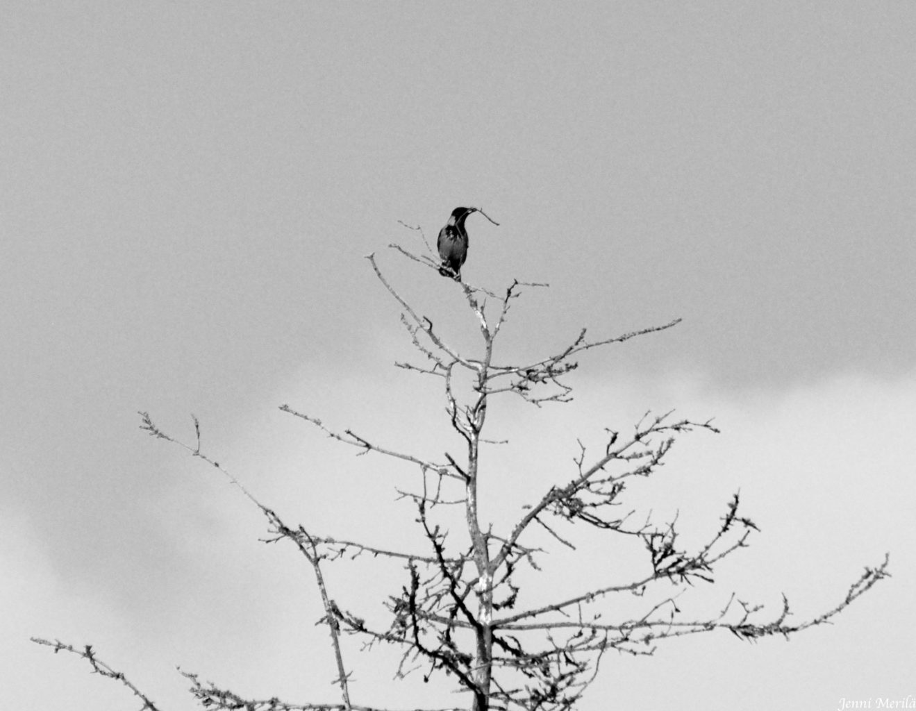 Valokuvaaja: Jenni Merilä Valokuvaaja: Jenni Merilä