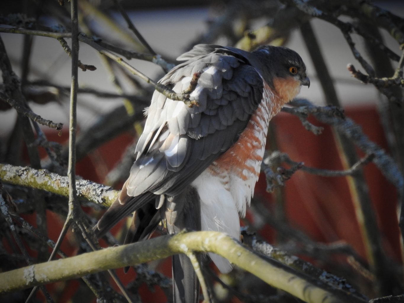 Valokuvaaja: Hanna Laine