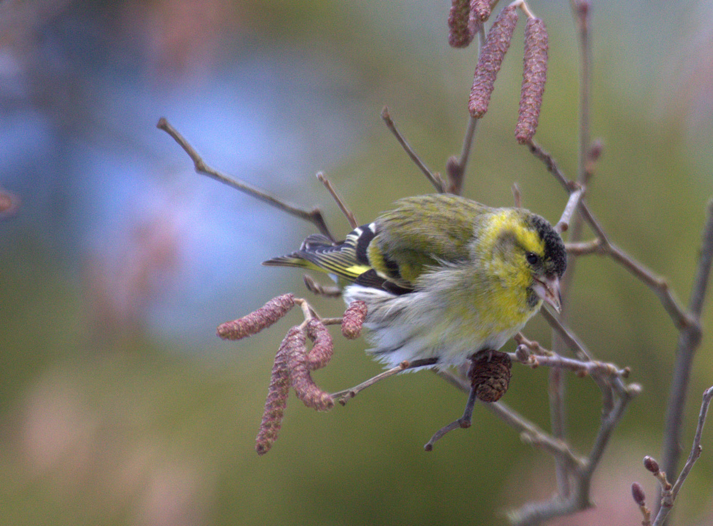 Valokuvaaja: Sirpa Jyske