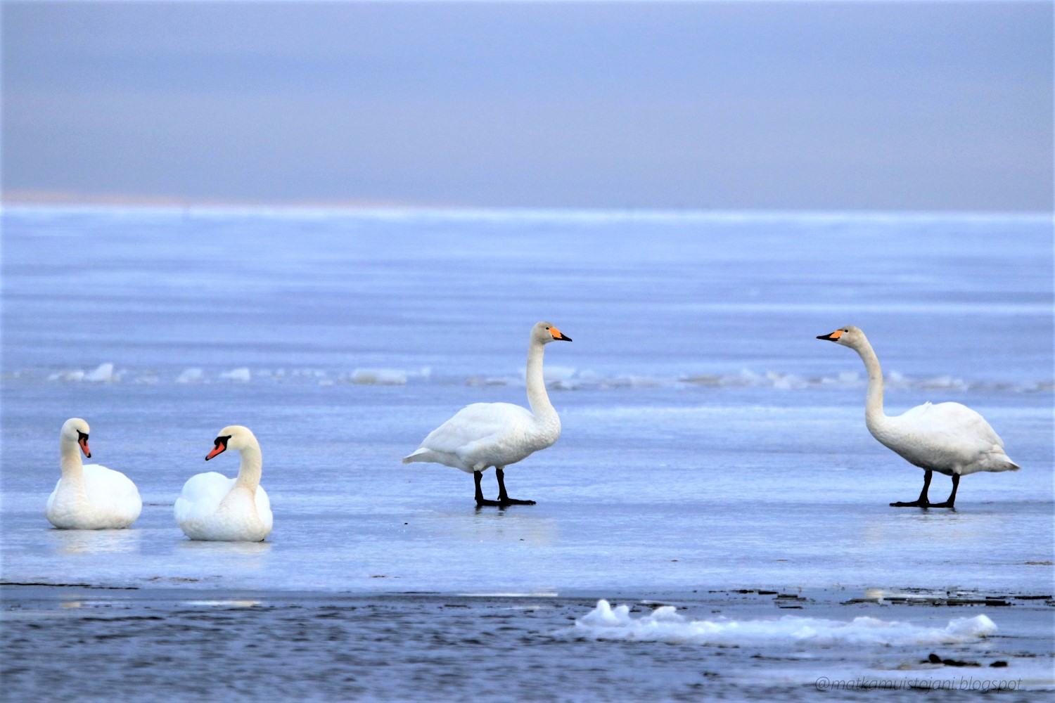 Valokuvaaja: anne keski-vinkka