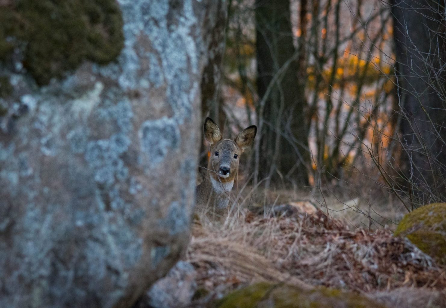 Valokuvaaja: Jyrki Lähde