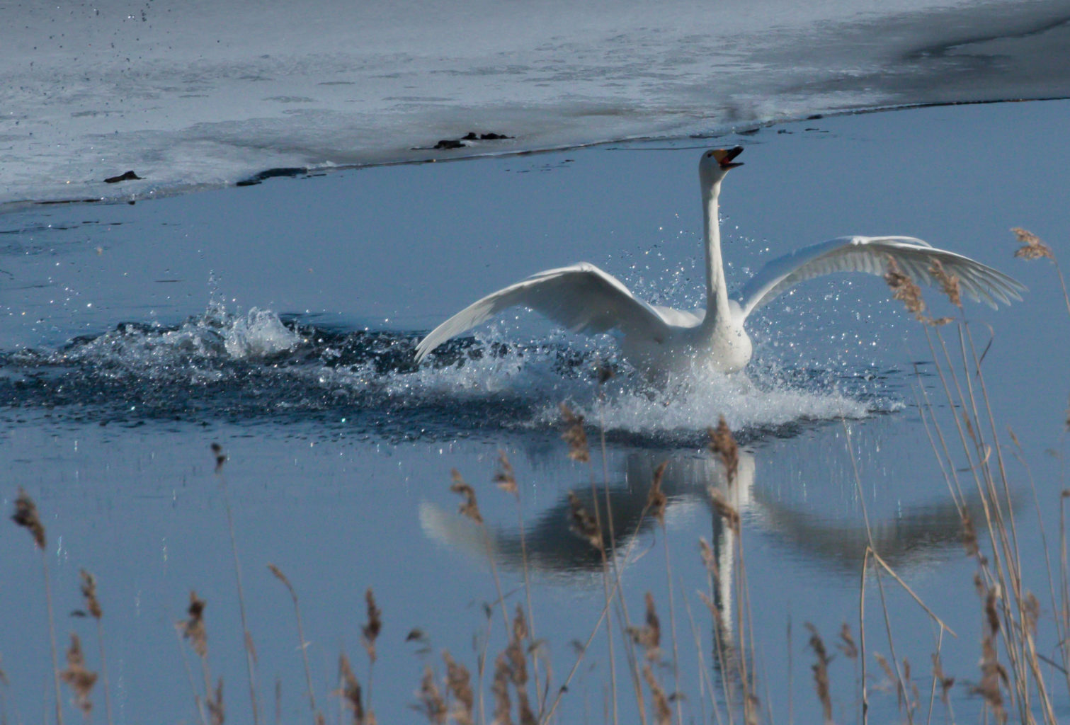 Valokuvaaja: Merja Ollikainen