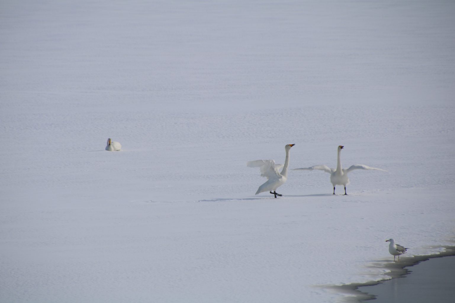Valokuvaaja: Jenna Pitkänen