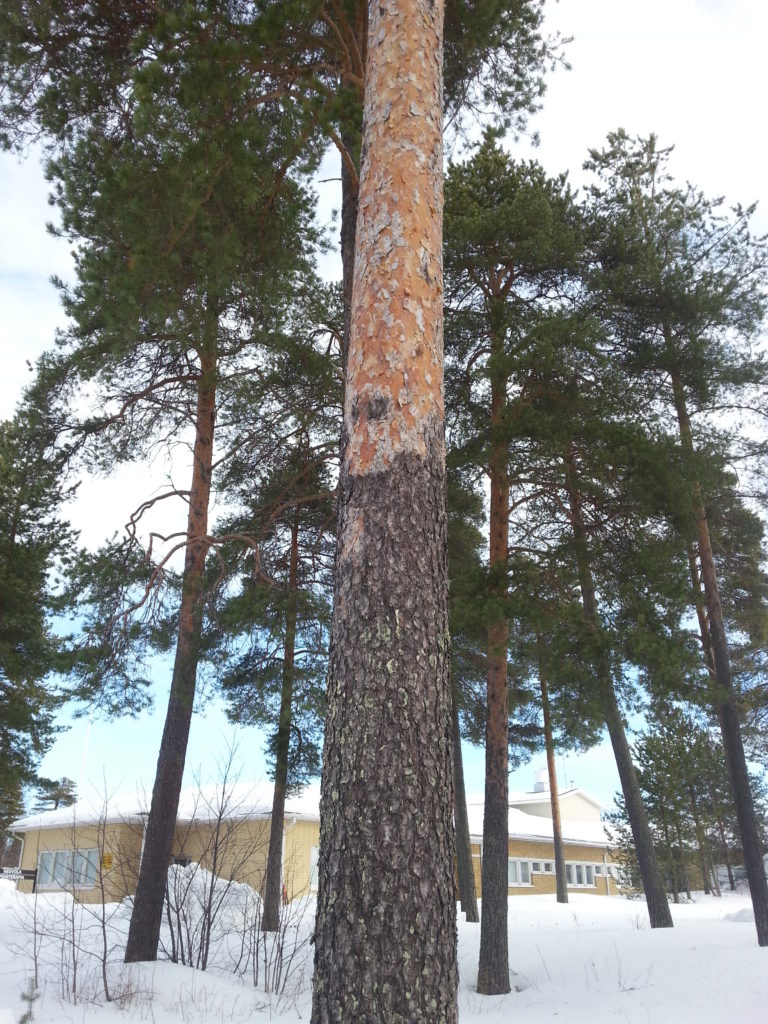 Valokuvaaja: Auli Feldt