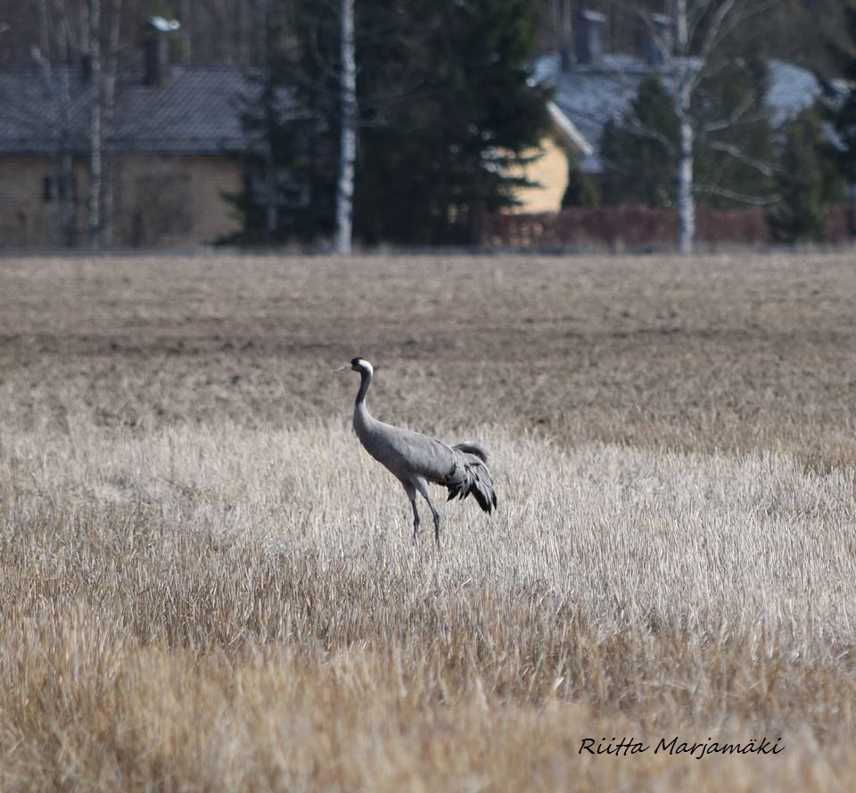 Valokuvaaja: Riitta Marjamäki