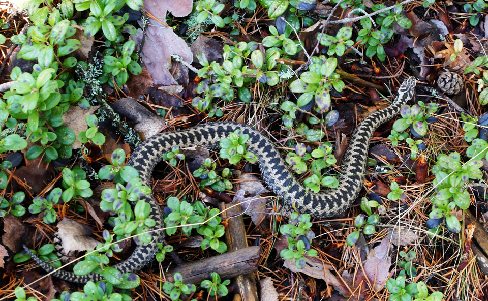 Valokuvaaja: Juhani Harkas