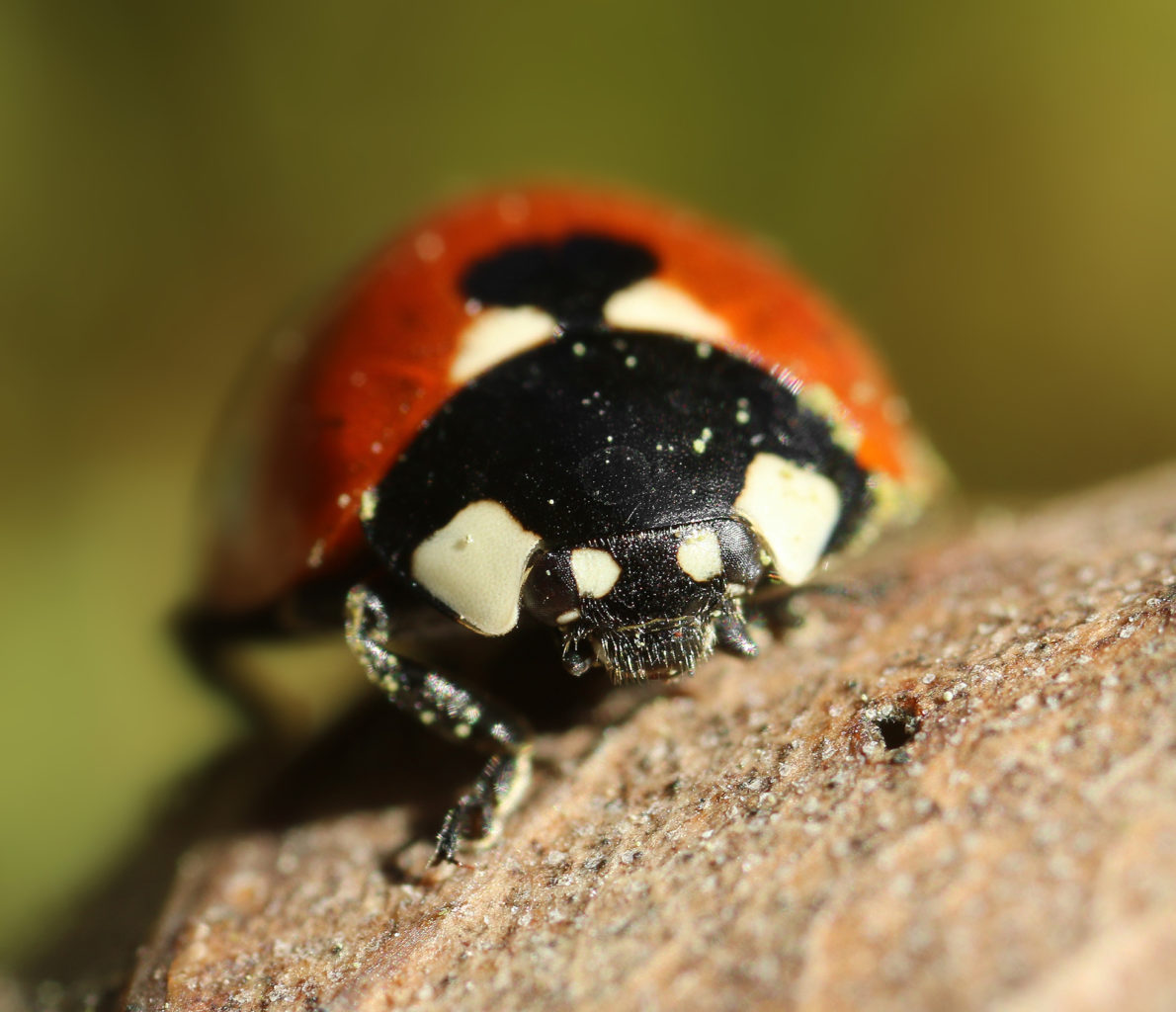 Valokuvaaja: Tarja Porkkala