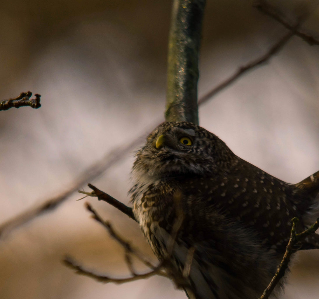 Valokuvaaja: Jyrki Lähde