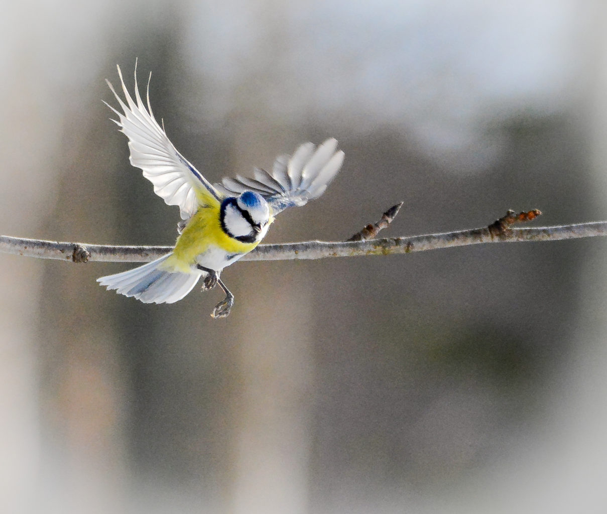 Valokuvaaja: MAIJA SAVOLAINEN