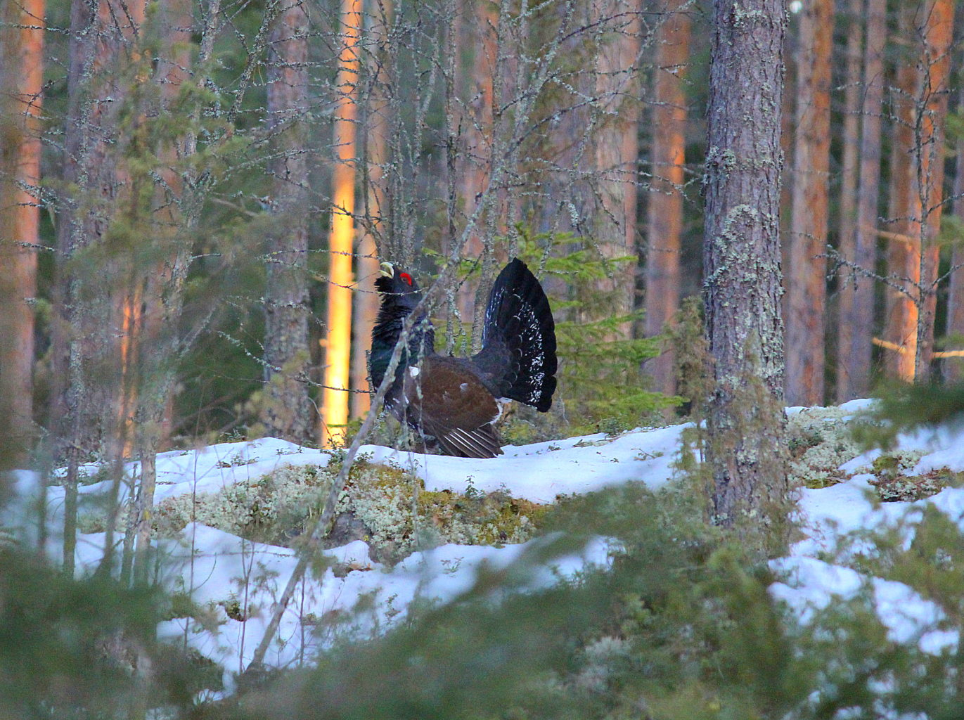 Valokuvaaja: Sirpa Jyske Valokuvaaja: Sirpa Jyske