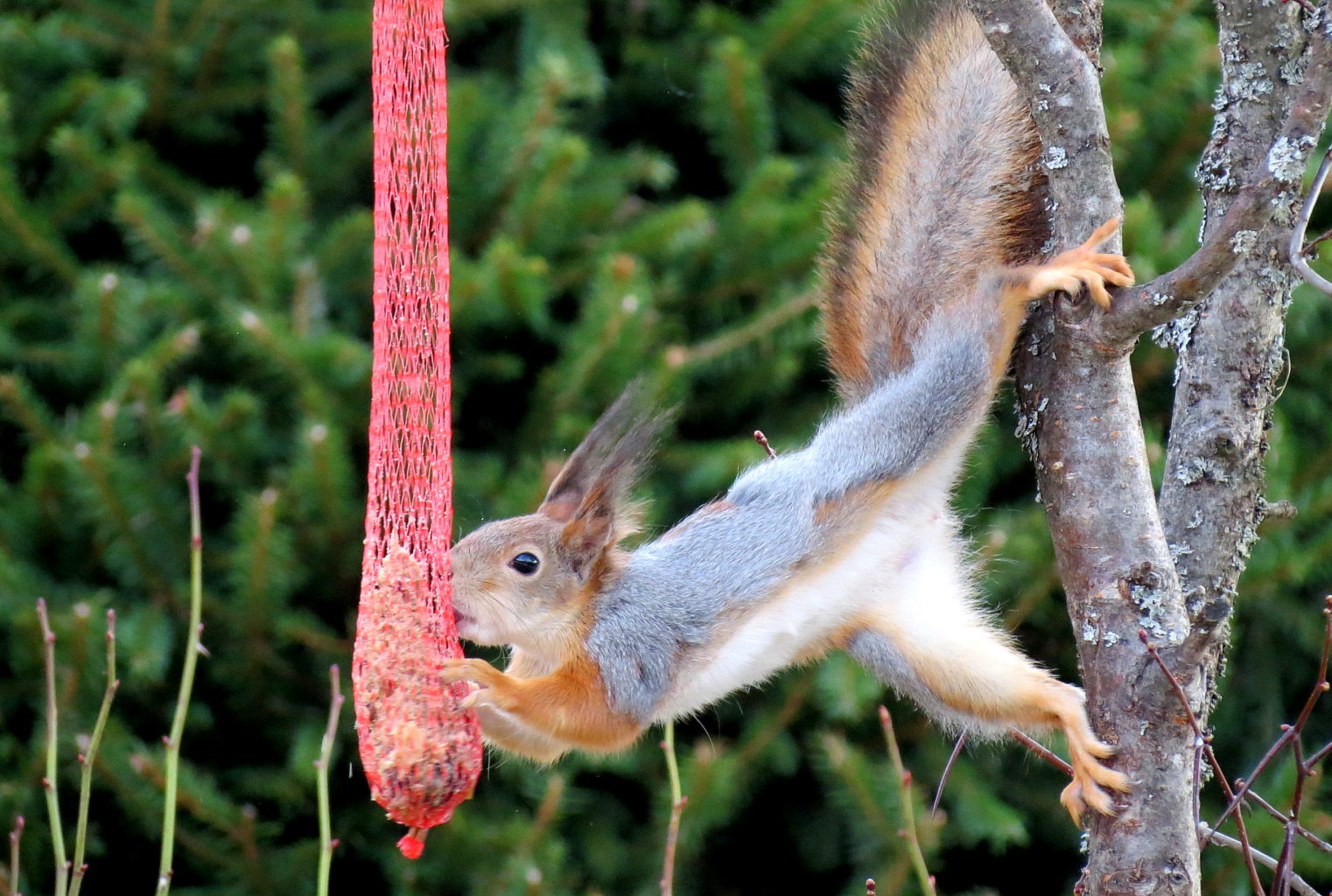 Valokuvaaja: Markku Tossavainen