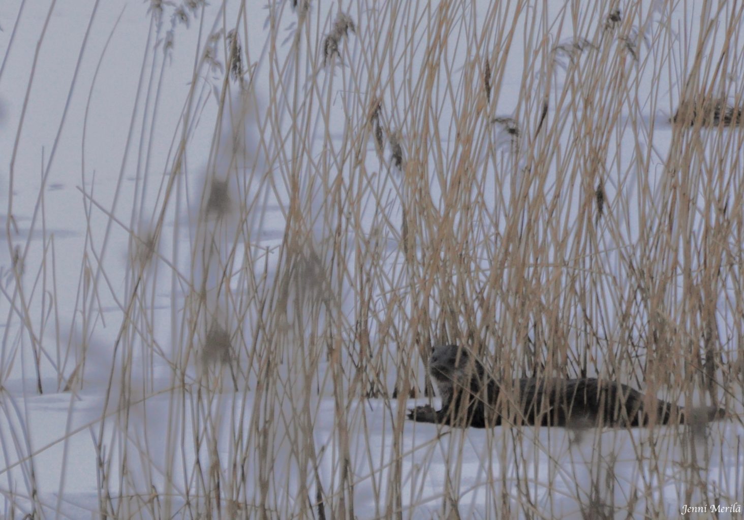 Valokuvaaja: Jenni Merilä