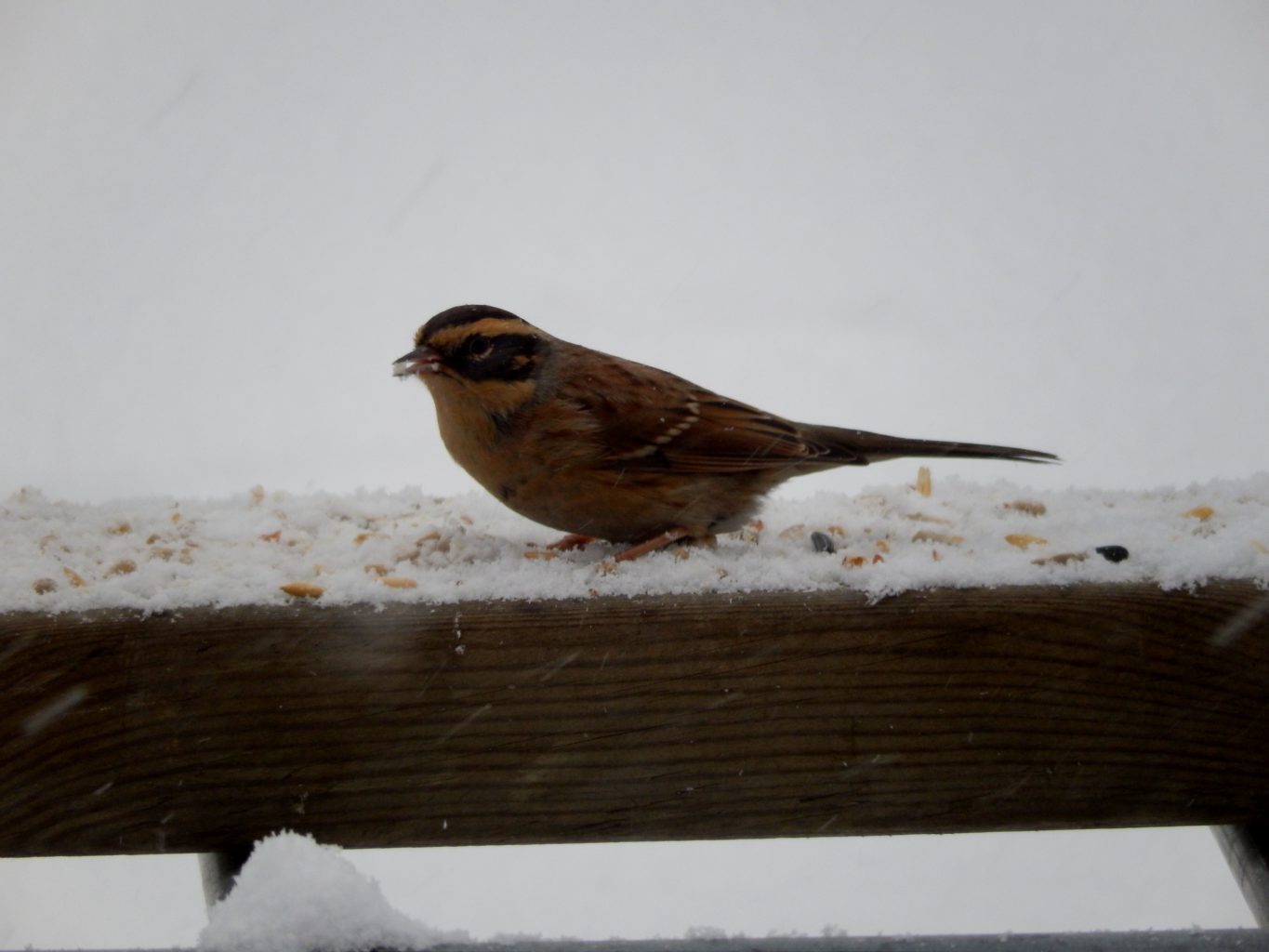 Valokuvaaja: Pirkko Siukonen