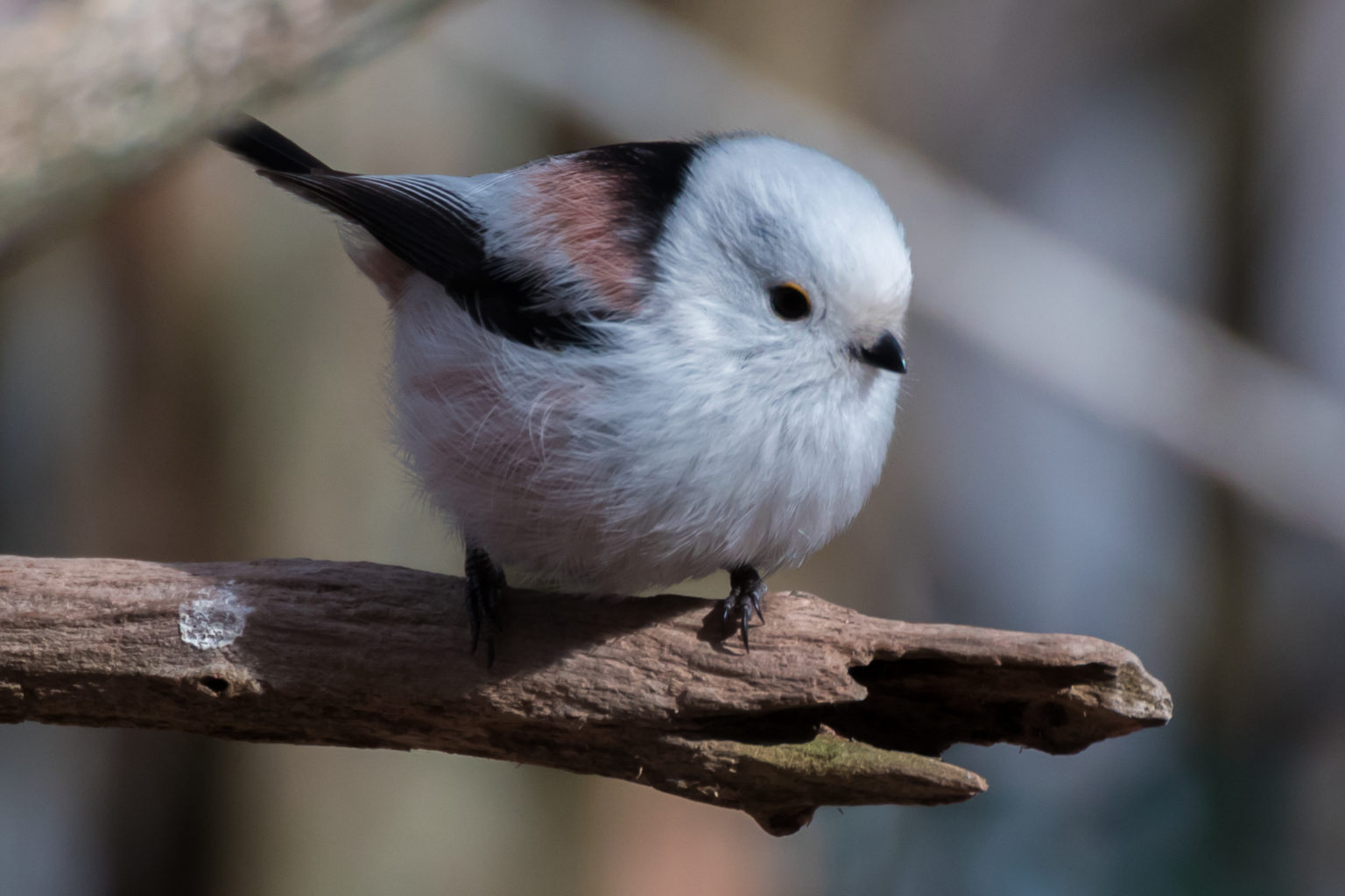 Valokuvaaja: Merja Ollikainen