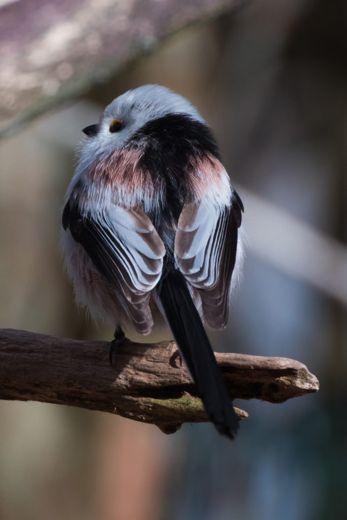 Valokuvaaja: Merja Ollikainen Valokuvaaja: Merja Ollikainen
