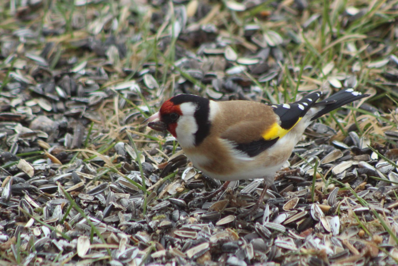 Valokuvaaja: Päivi Salonen Valokuvaaja: Päivi Salonen