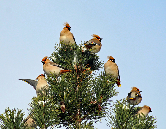 Valokuvaaja: Seppo Kalliomäki