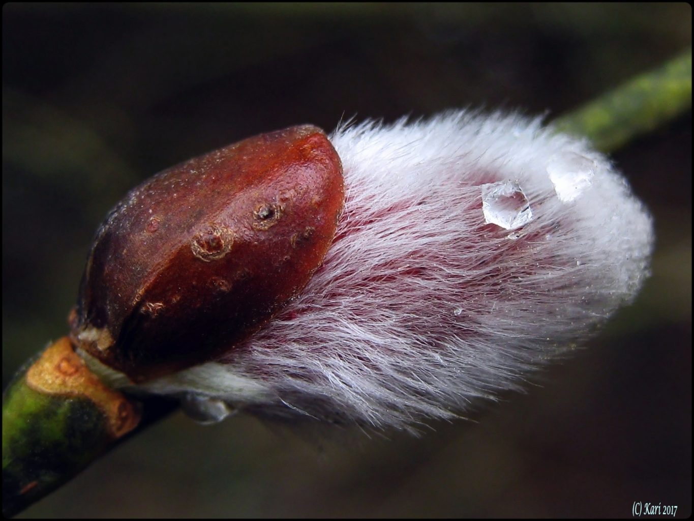 Valokuvaaja: Kari Saarinen